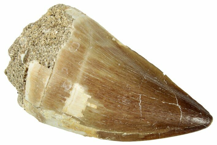 Fossil Mosasaur (Prognathodon) Tooth - Morocco #326459